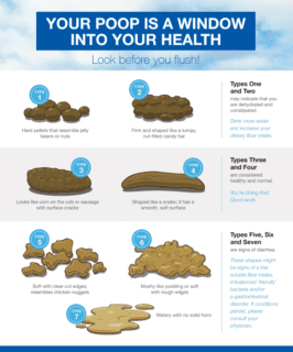 What Your Poo Says About Your Health: Infographic Reveals What The Perfect  Stool Looks Like