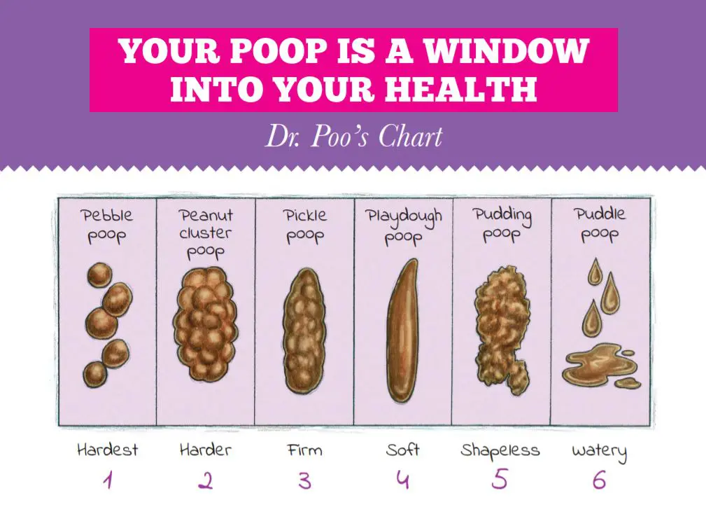 Your Poop is a Window Into Your Health Dr. Poop's Chart